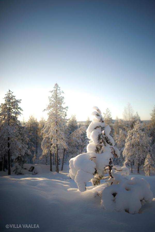 Vaalea Rovaniemi